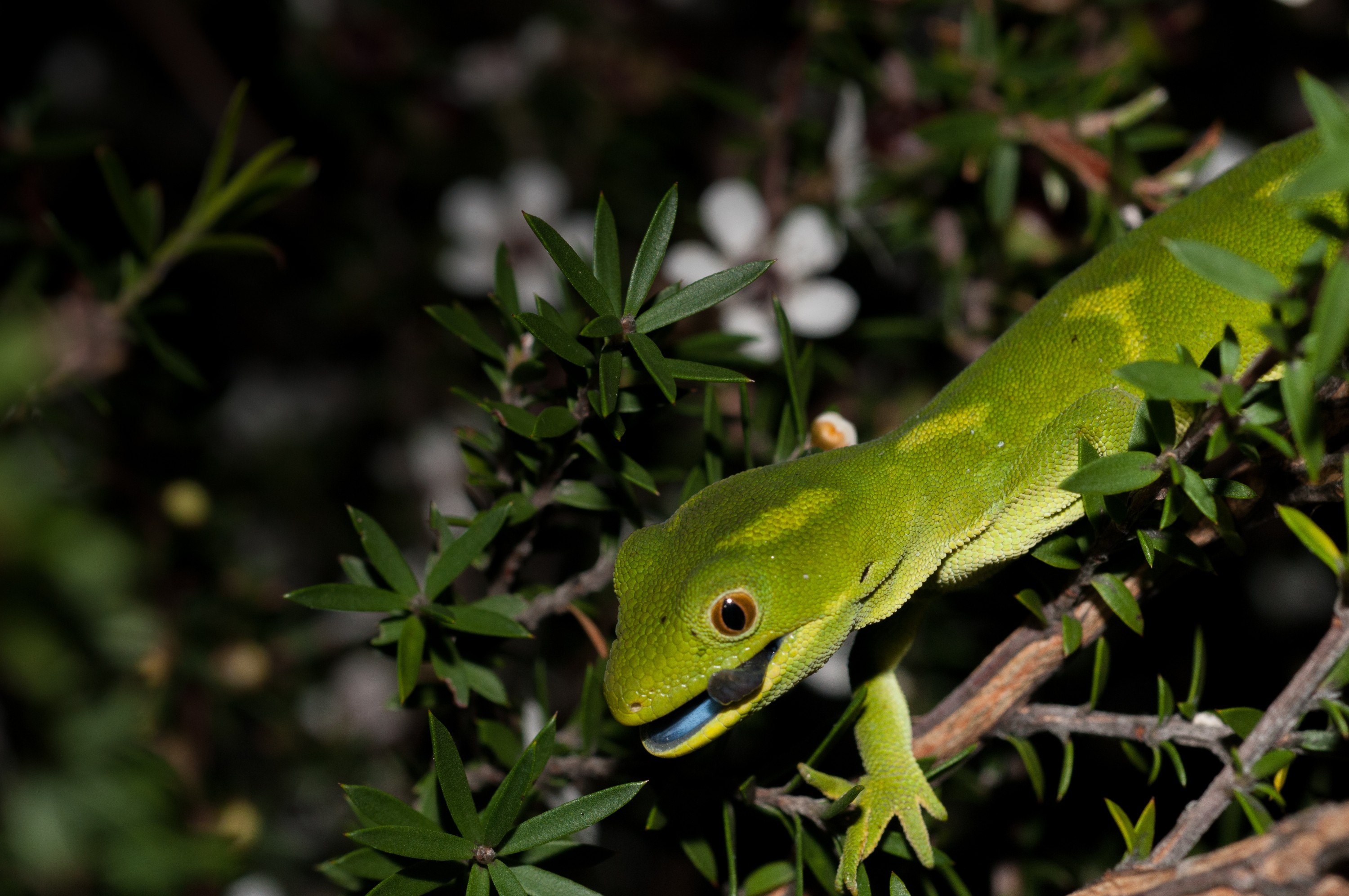_IRM3660 – Auckland, green, gecko, Naultinus, elegans, elegans, home, lizard, irene, reptiles, rare, cold, blood, new, new zealand, zealand, nz, irene, nov16